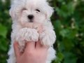 Irk ve sağlık garantili maltese terrier yavrularım