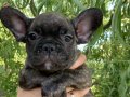 Irk ve sağlık garantili French Bulldog yavrularım