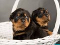 Asil Rottweiler yavrularım ırk ve sağlık garantili 