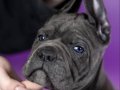 Asil ırk sağlık garantili Cane Corso yavrularım