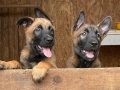 Safkan Belçika malinois yavrularım 