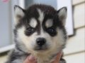 Safkan asil Sibirya kurdu (husky) yavrularım