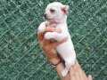 Elma surat Teacup Chihuahua (şivava) yavrularım