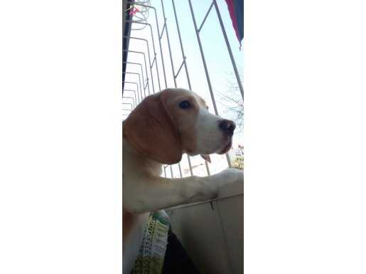 Oyuncu Beagle,Nadir renkli İngiliz Beagle 