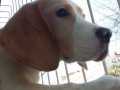 Oyuncu Beagle,Nadir renkli İngiliz Beagle 