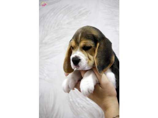 BEAGLE SAĞLIKLI IRK GARANTİLİ 2 AYLIK YAVRULAR