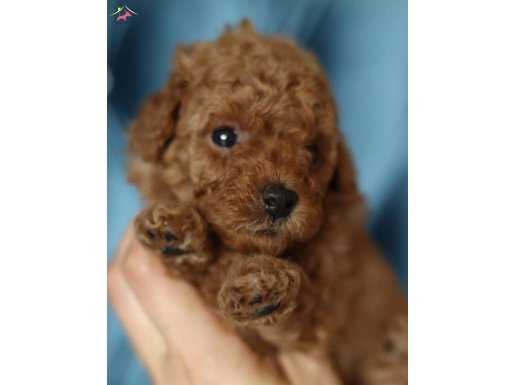 TOY POODLE IRK VE SAĞLIK GARANTİLİ 2 AYLIK YAVRULARIM