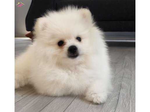 KAR TANESİ POMERANIAN YAVRULARI IRK SAĞLIK GARANTİLİ 