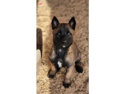 EFSANE BELGIAN MALINOISN YAVRULAR IRK VE SAGLIK GARANTILI 