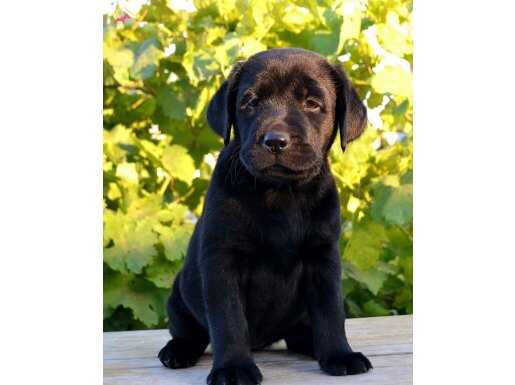 SAFKAN SAĞLIK GARANTİLİ EFSANE LABRADOR YAVRULARIM