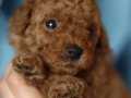 TOY POODLE IRK VE SAĞLIK GARANTİLİ 2 AYLIK YAVRULARIM