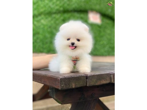 Orjinal pomeranian boo