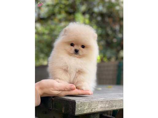 Eşsiz Güzellikte Pomeranian Bebekler 