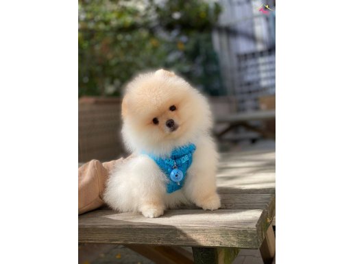 Pofuduk Pomeranian Bebekler 