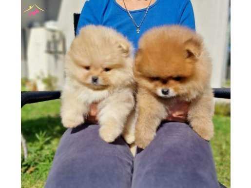 Bal küpü pomeranian bebekler