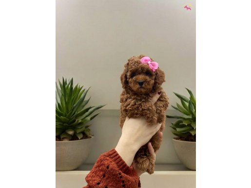 Irk ve sağlıklı garantili Toy Poodle 