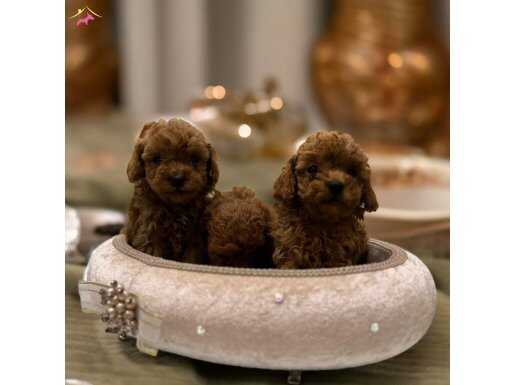 Toy Poodle Bebekler Yeni Ailesini Bekliyor