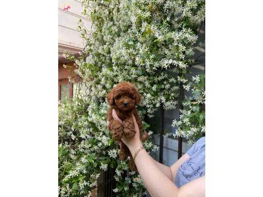 Bebek suratlı toy poodle tuvalet eğitimli