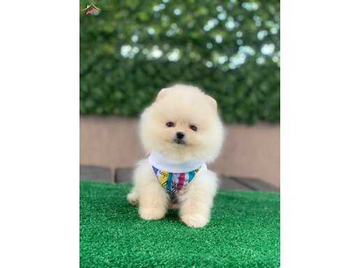 Oyuncak pomeranian bebekler