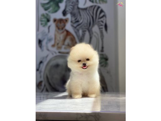 Bal küpü pomeranian boo yavrular