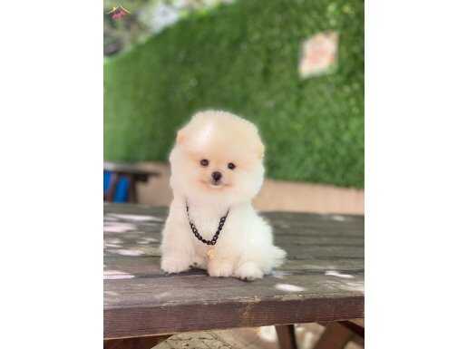 Pomeranian boo ayıcık