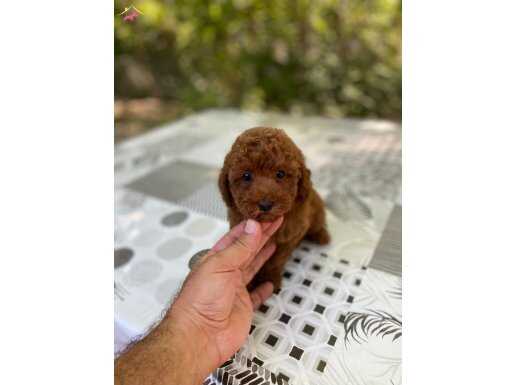 Red Brown Toy Poodle Bebekler
