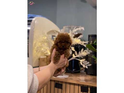 Muhteşem güzellikte toy poodle bebekler