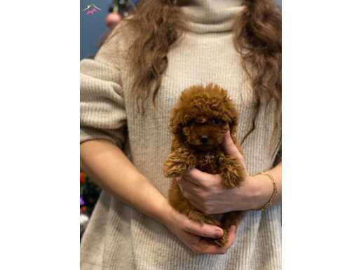 Ev ortamında toy poodle bebekler