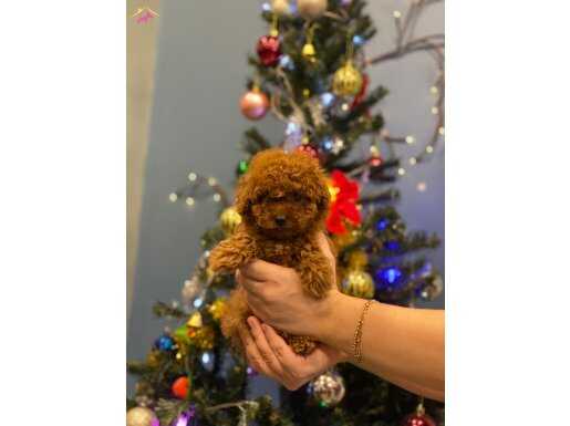 Kendi kızımın yavruları toy poodle bebekler