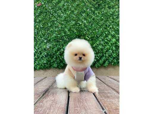 Teddy bear yavrularımız sizi bekliyor