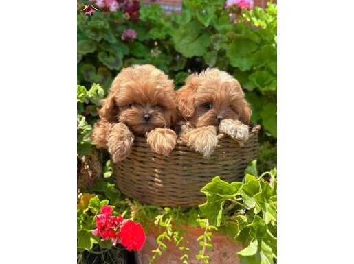 Kore maltipoo bebeklerim dişi ve erkek 