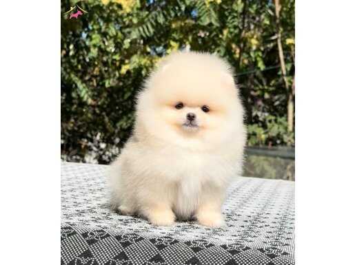 Kar beyaz pomeranian boo yavrular