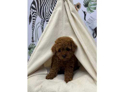 Kadıköy’ün En Sosyal Kore Kan Poodle Yavrusu – Kuru Mamaya Geçti!