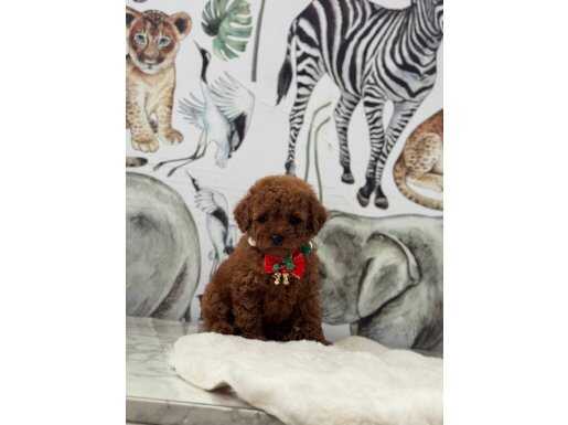 Kıvırcık Kızıl Kore Poodle: Evin Yeni Sosyal Yıldızı