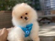Pofuduk Pomeranian Bebekler 