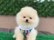 Oyuncak pomeranian bebekler