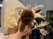 Muhteşem güzellikte toy poodle bebekler