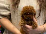 Ev ortamında toy poodle bebekler
