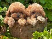 Kore maltipoo bebeklerim dişi ve erkek 