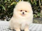Kar beyaz pomeranian boo yavrular
