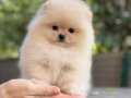 Eşsiz Güzellikte Pomeranian Bebekler 