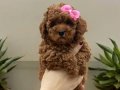 Irk ve sağlıklı garantili Toy Poodle 