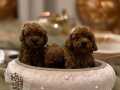 Toy Poodle Bebekler Yeni Ailesini Bekliyor