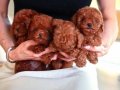 Bebek Yüzlü Toy Poodle Bebekler