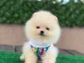 Oyuncak pomeranian bebekler