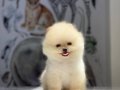 Bal küpü pomeranian boo yavrular