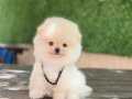 Pomeranian boo ayıcık