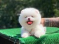 Tedy face pomeranian yavrular