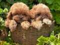 Kore maltipoo bebeklerim dişi ve erkek 