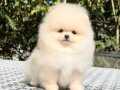 Kar beyaz pomeranian boo yavrular